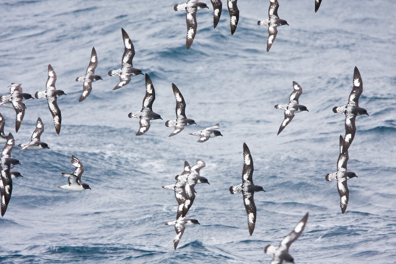 Flock Of Cape Petrels In Flight